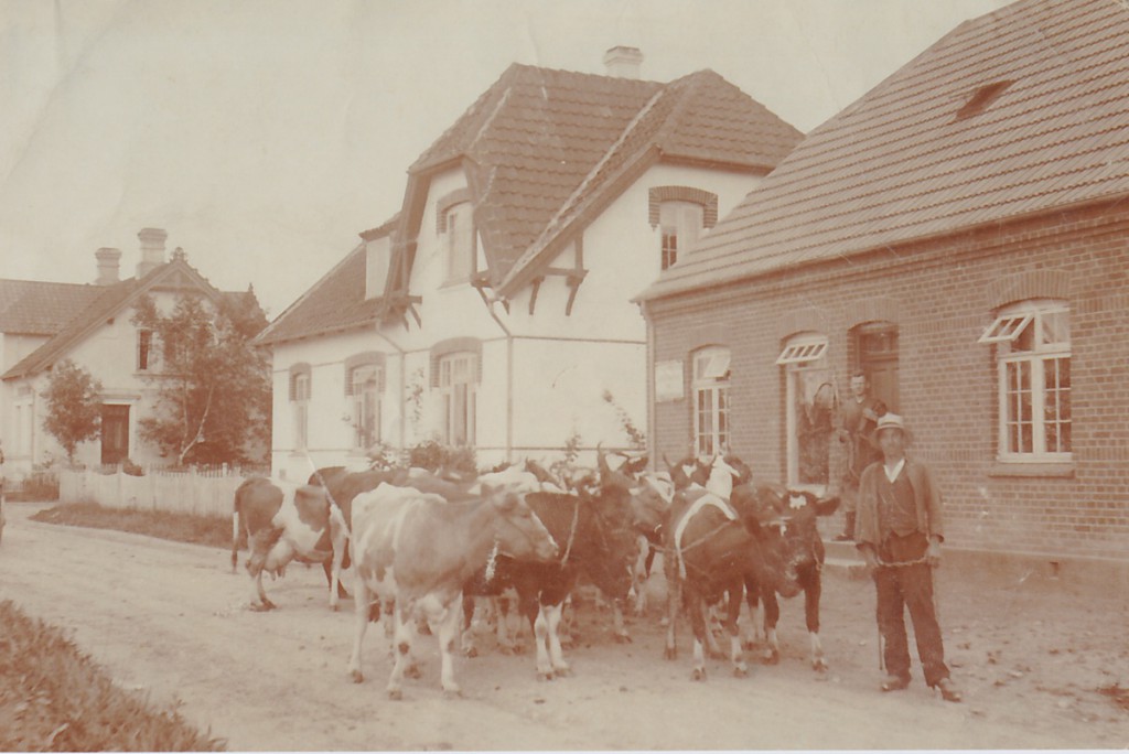 Køer fra Stenderup lysegård på vej op i overmarken, billedet er  taget foran saddelmagerforretningen 1923 - Hedensted vej 21 